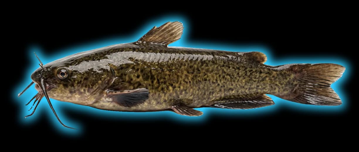 Brown Bullhead (Ameiurus nebulosus)