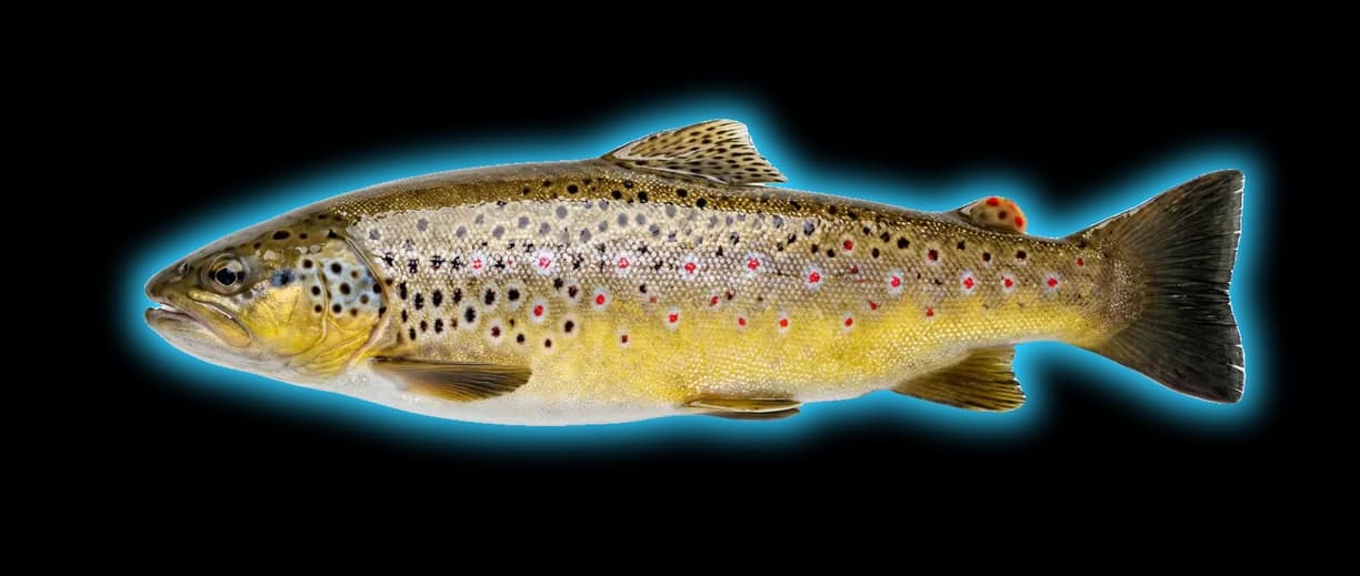 Brown Trout (Salmo trutta)