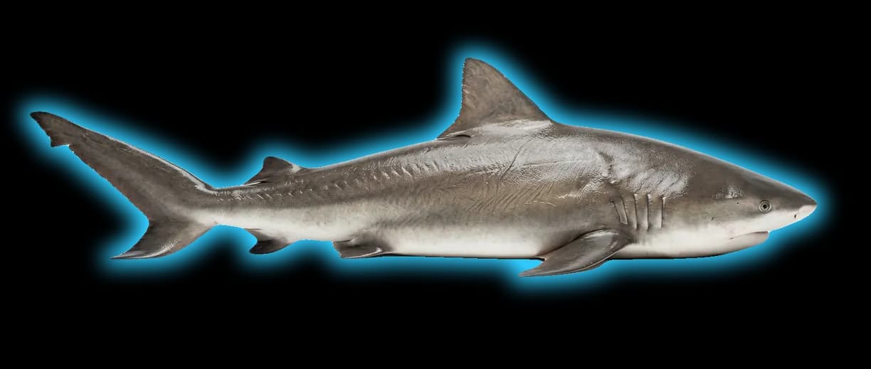 Bull Shark