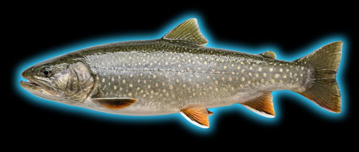 Bull Trout (Salvelinus confluentus)