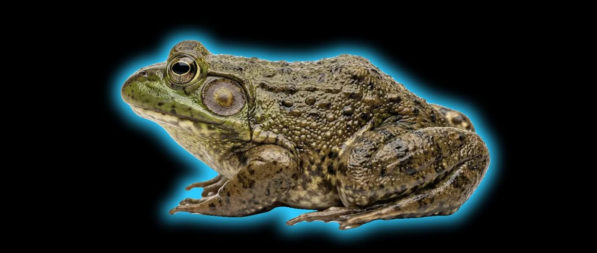Bullfrog (Lithobates catesbeianus)