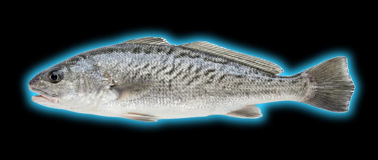 California Corbina (Menticirrhus undulatus)