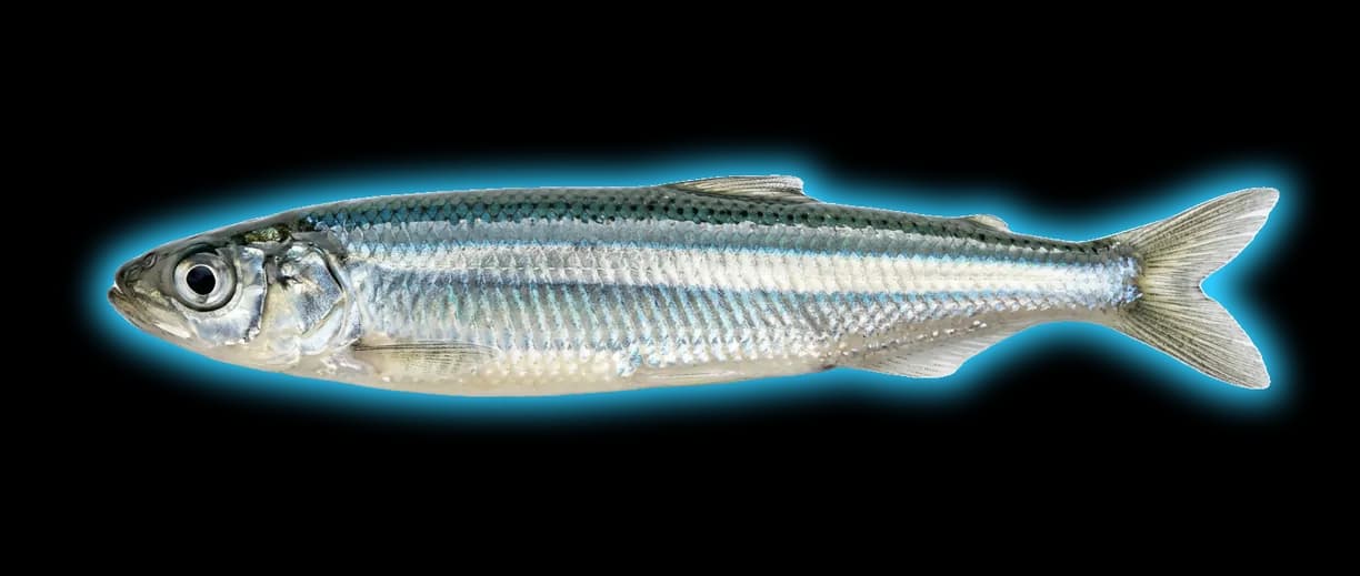 California Grunion (Leuresthes tenuis)