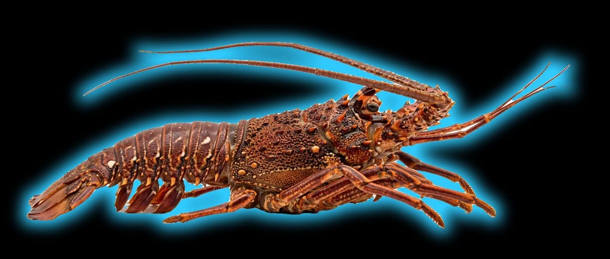 California Spiny Lobster (Panulirus interruptus)