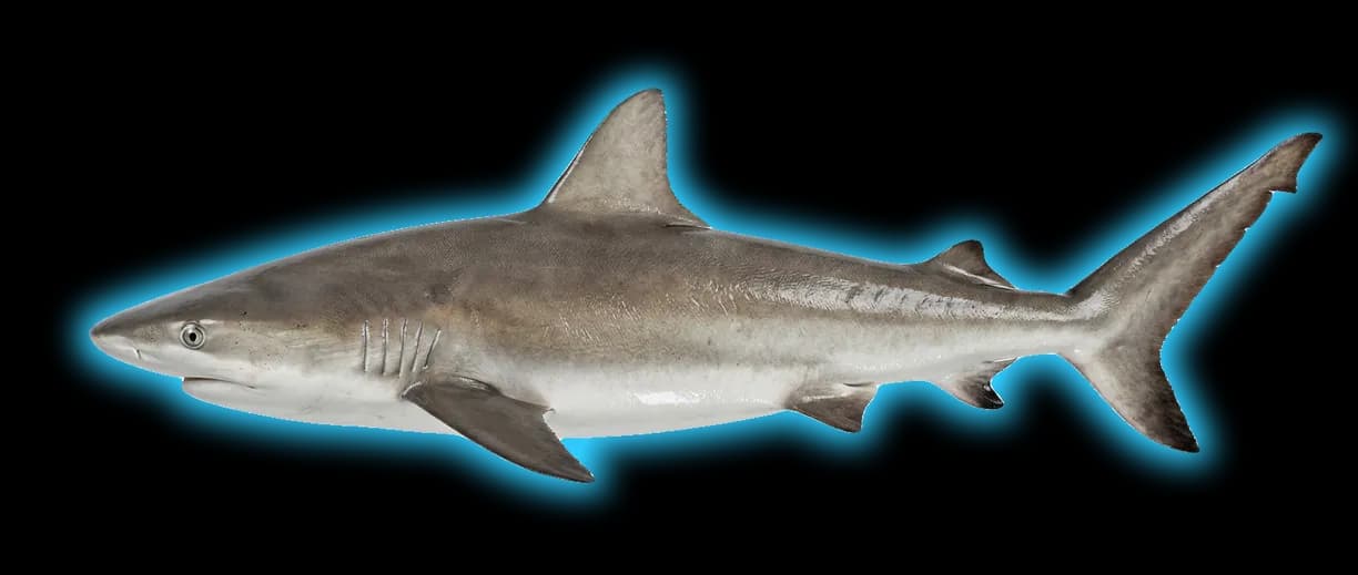 Caribbean Reef Shark (Carcharhinus perezii)