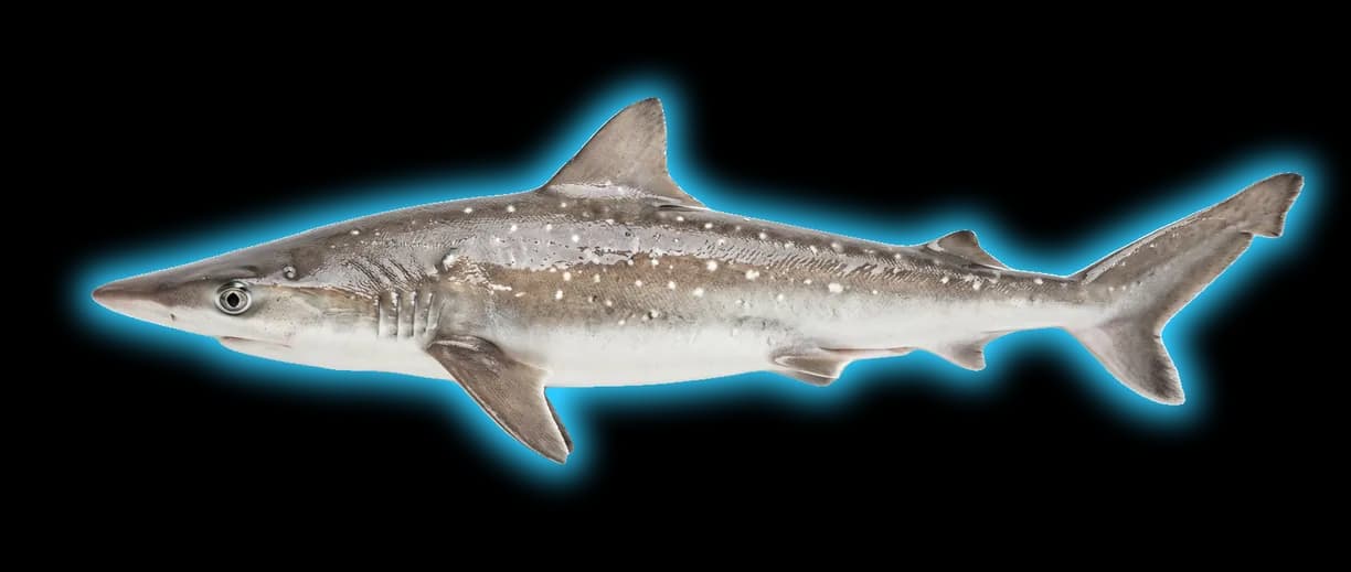 Caribbean Sharpnose Shark (Rhizoprionodon porosus)