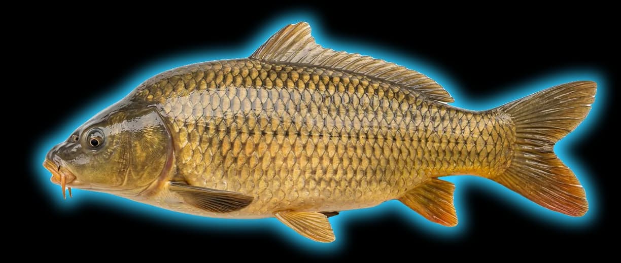 Carp (Cyprinus carpio)