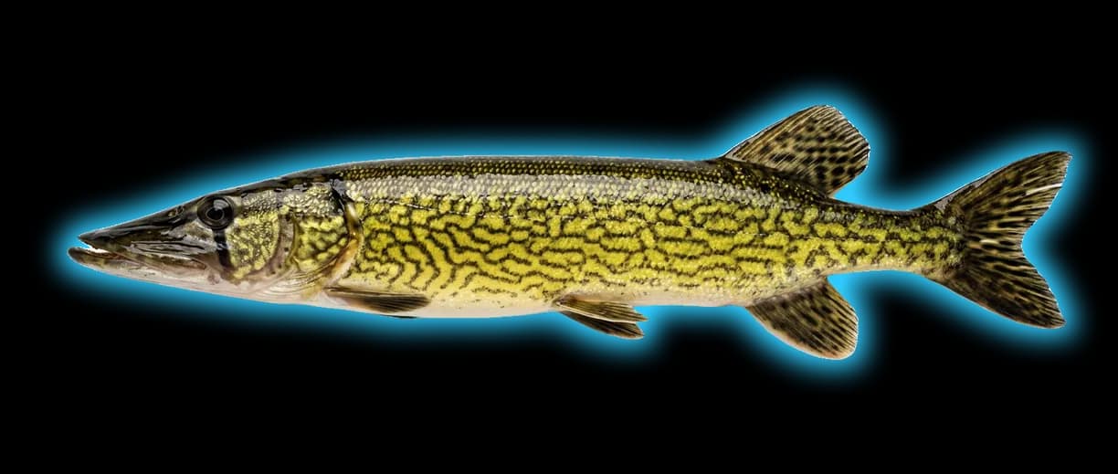 Chain Pickerel (Esox niger)