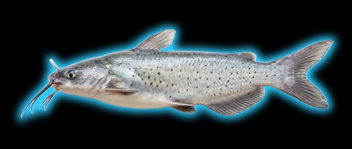 Channel Catfish (Ictalurus punctatus)