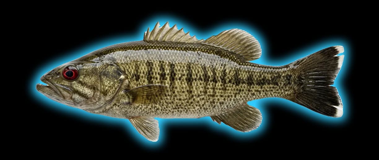 Chattahoochee Bass (Micropterus chattahoochae)