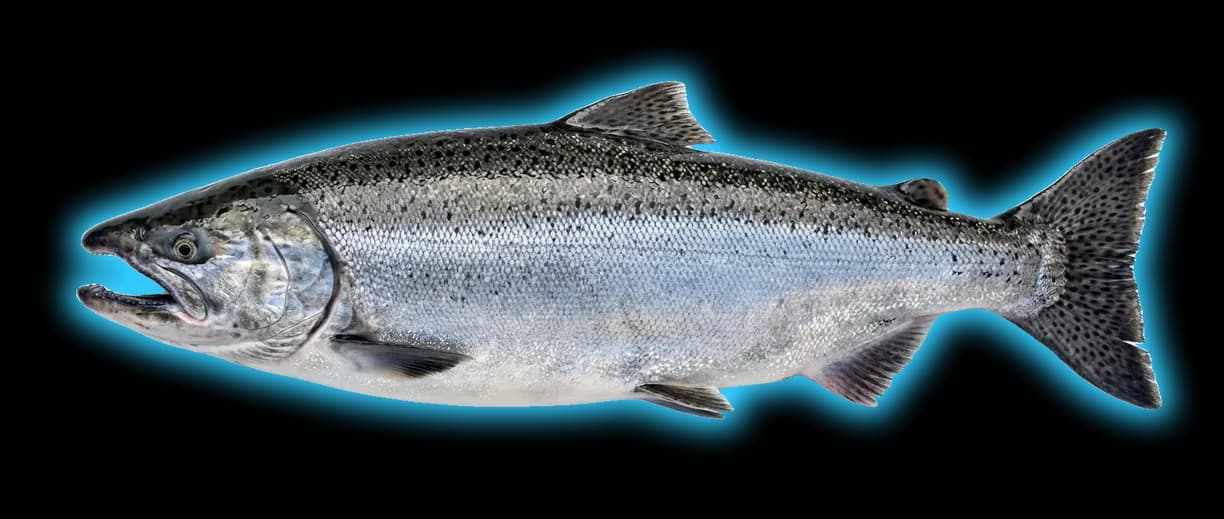 Chinook Salmon (Oncorhynchus tshawytscha) fish identification