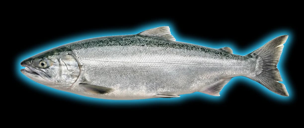 Chum Salmon (Oncorhynchus keta)
