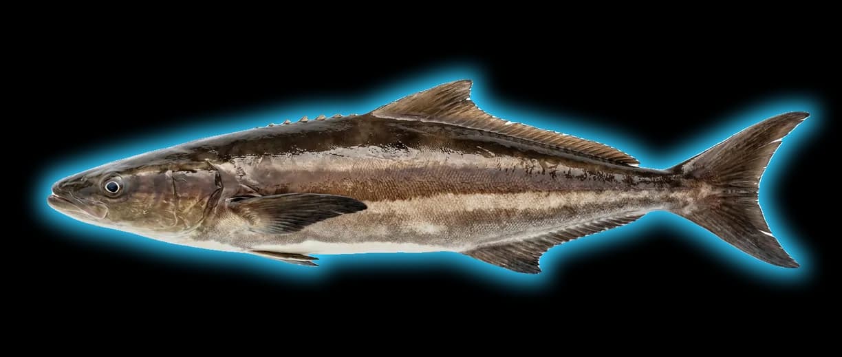Cobia (Rachycentron canadum)