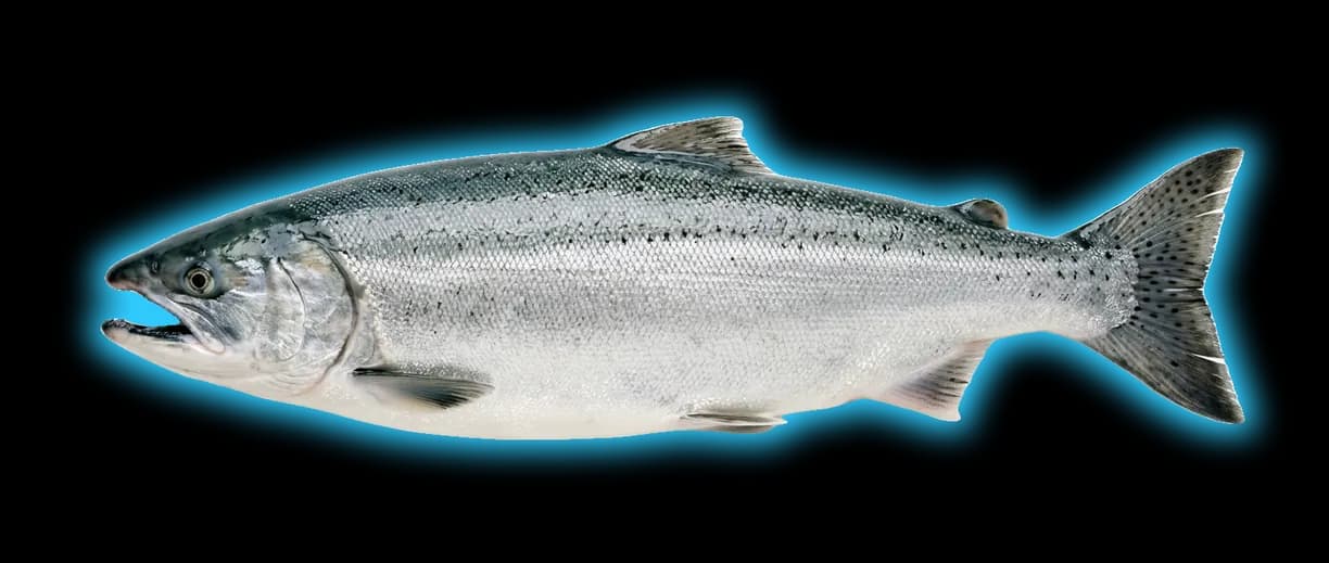 Coho Salmon (Oncorhynchus kisutch)