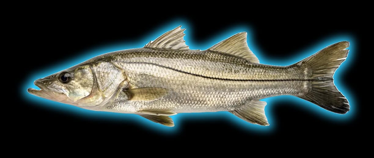 Common Snook (Centropomus undecimalis)