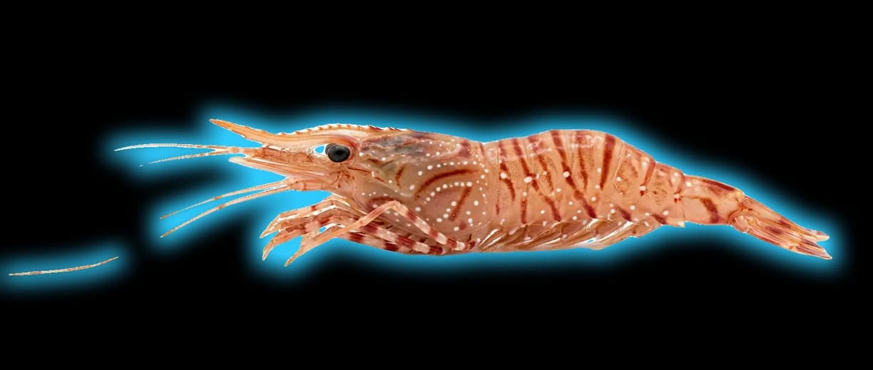 Coonstripe Shrimp (Pandalus hypsinotus)