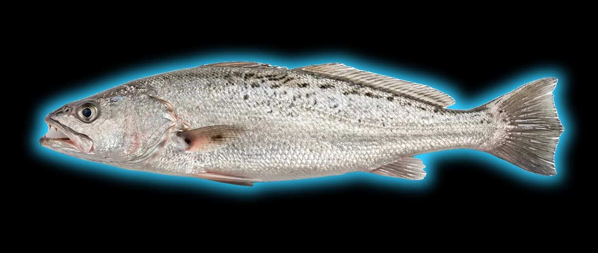 Corvina