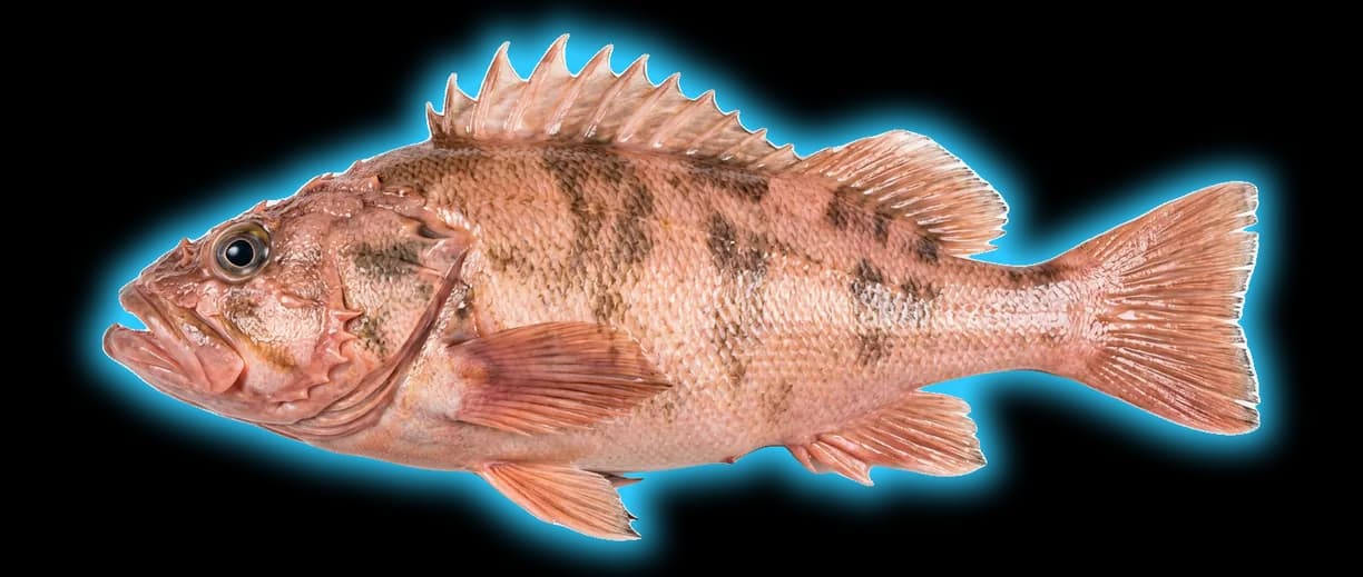 Cowcod (Sebastes levis)