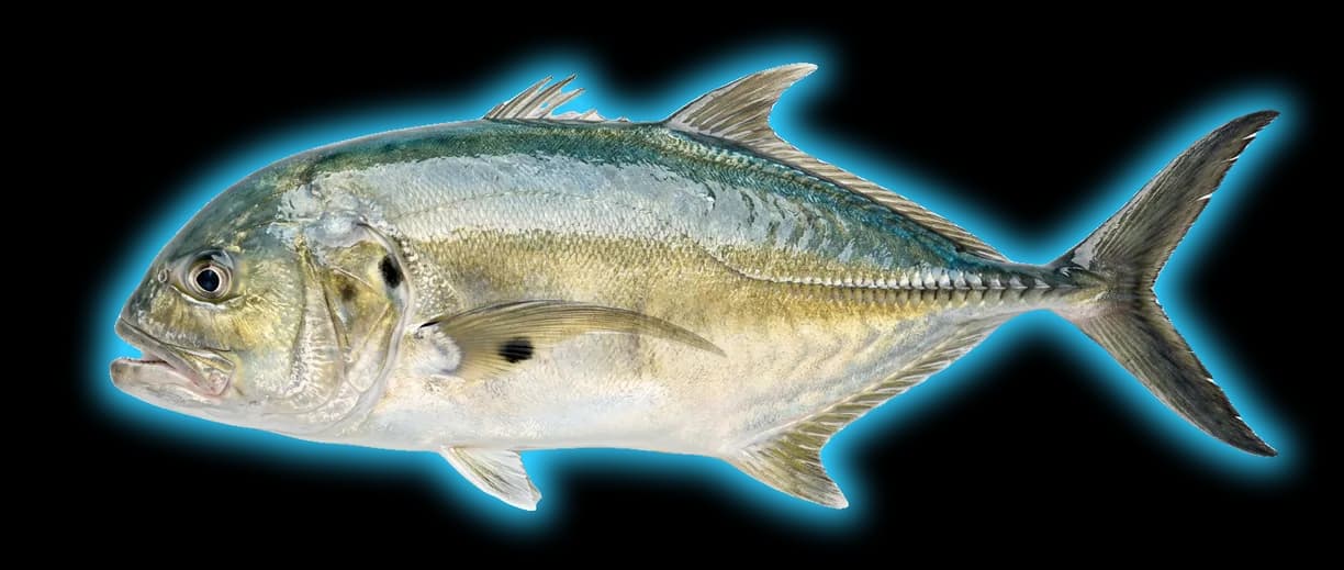 Crevalle Jack (Caranx hippos)