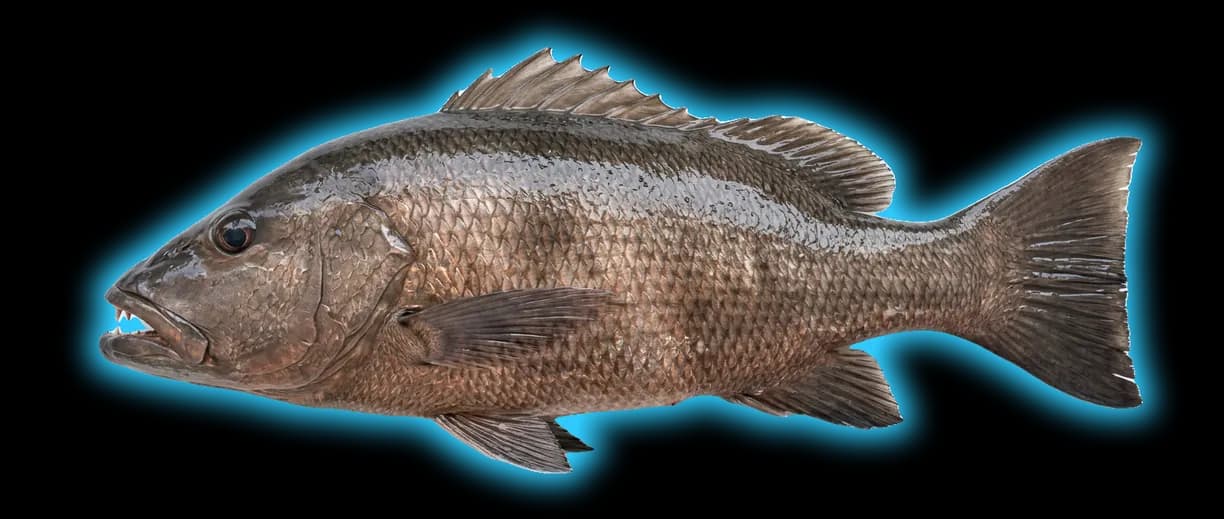 Cubera Snapper (Lutjanus cyanopterus)