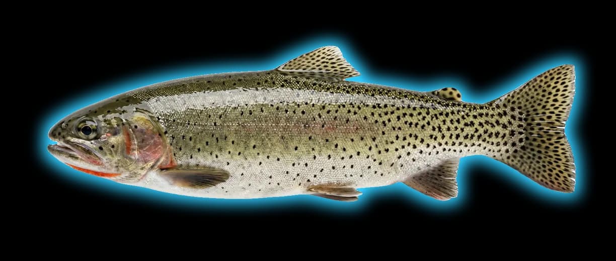Cutthroat Trout (Oncorhynchus clarkii)