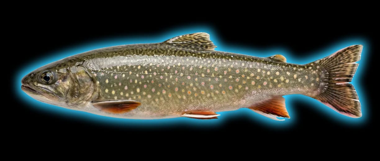 Dolly Varden (Hepatus epheliticus)