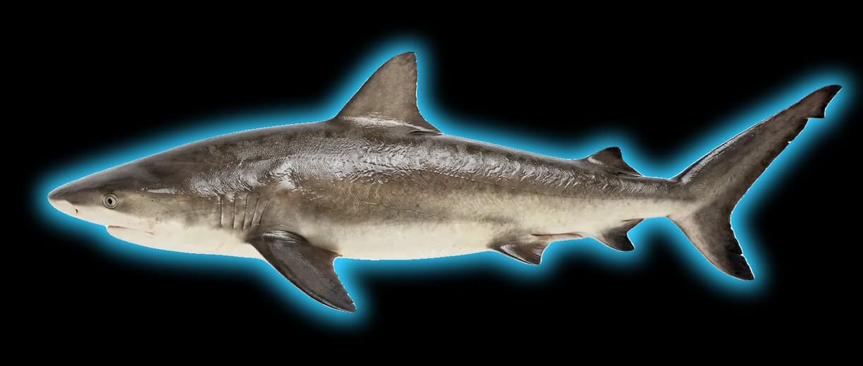 Dusky Shark (Carcharhinus obscurus)