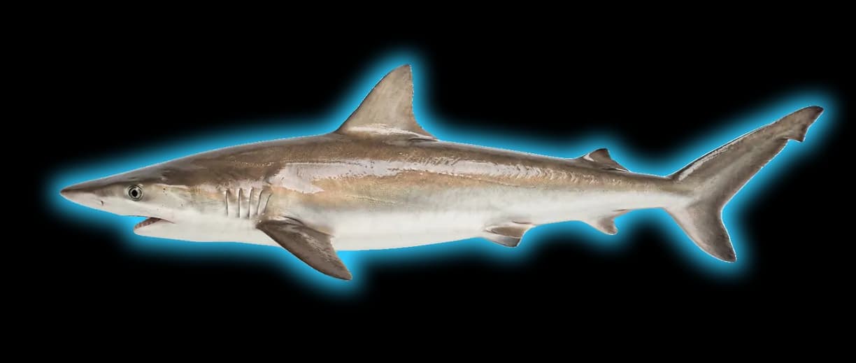 Finetooth Shark (Carcharhinus isodon)