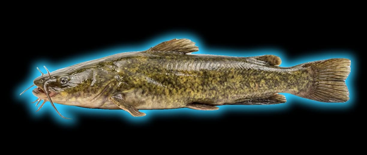 Flathead Catfish (Pylodictis olivaris)