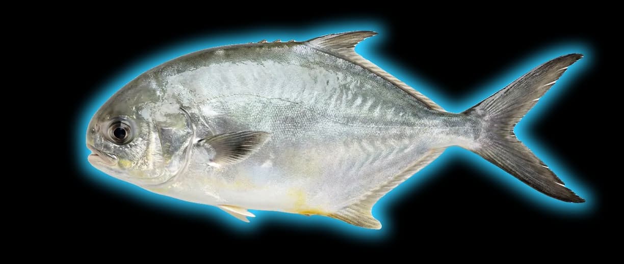 Florida Pompano (Trachinotus carolinus)