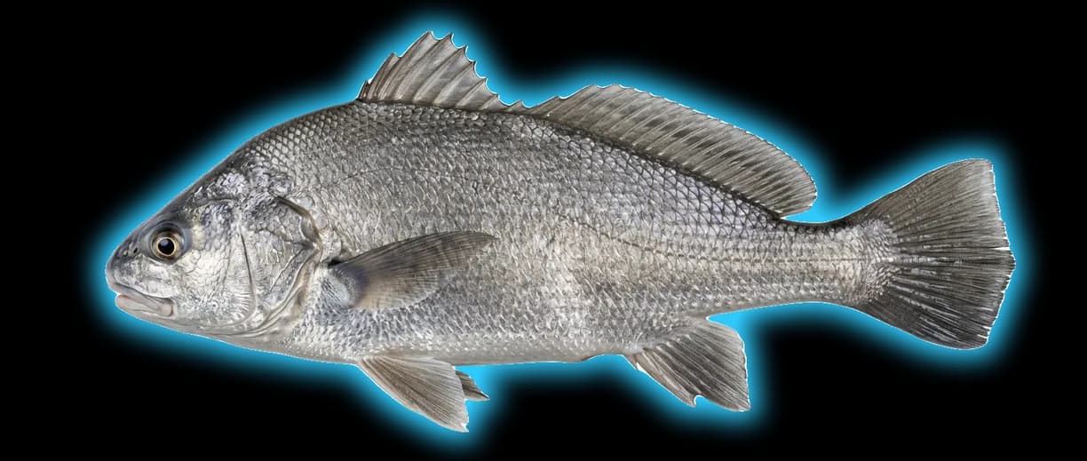 Freshwater Drum (Aplodinotus grunniens)