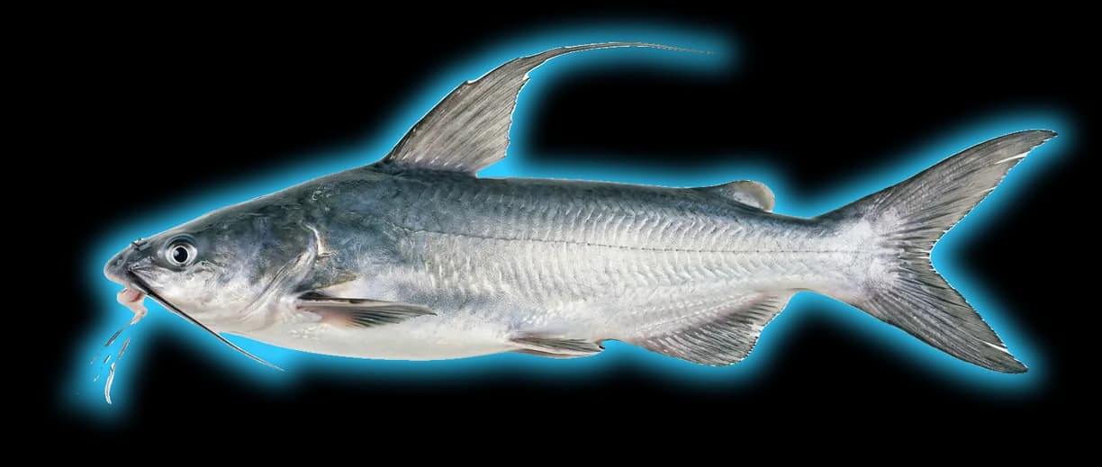 Gafftopsail Catfish (Bagre marinus)