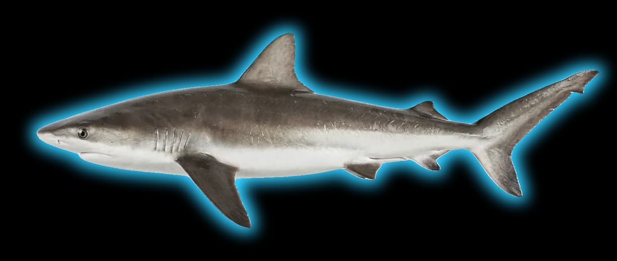 Galapagos Shark (Carcharhinus galapagensis)