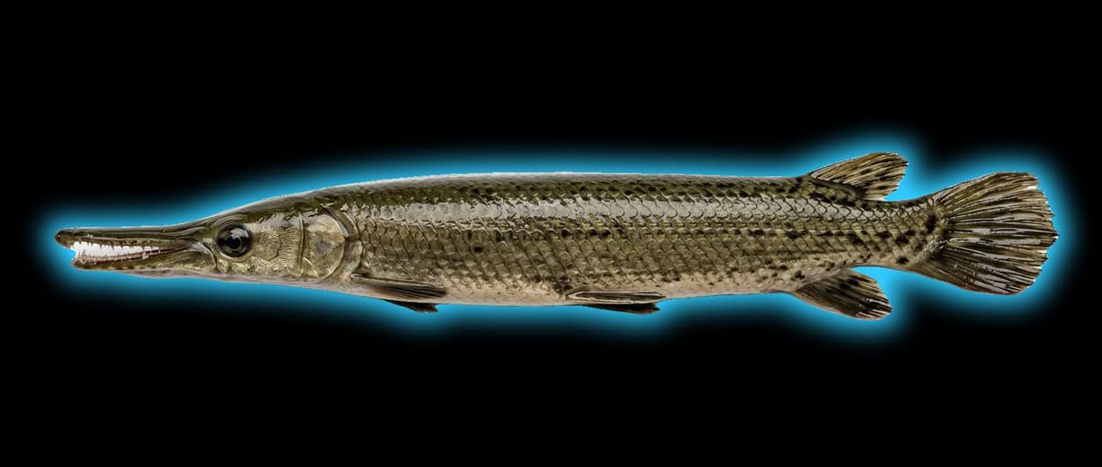 Gar (Lepisosteus/Atractosteus spp.)