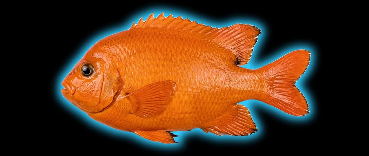Garibaldi (Chrysomus ruficapillus)