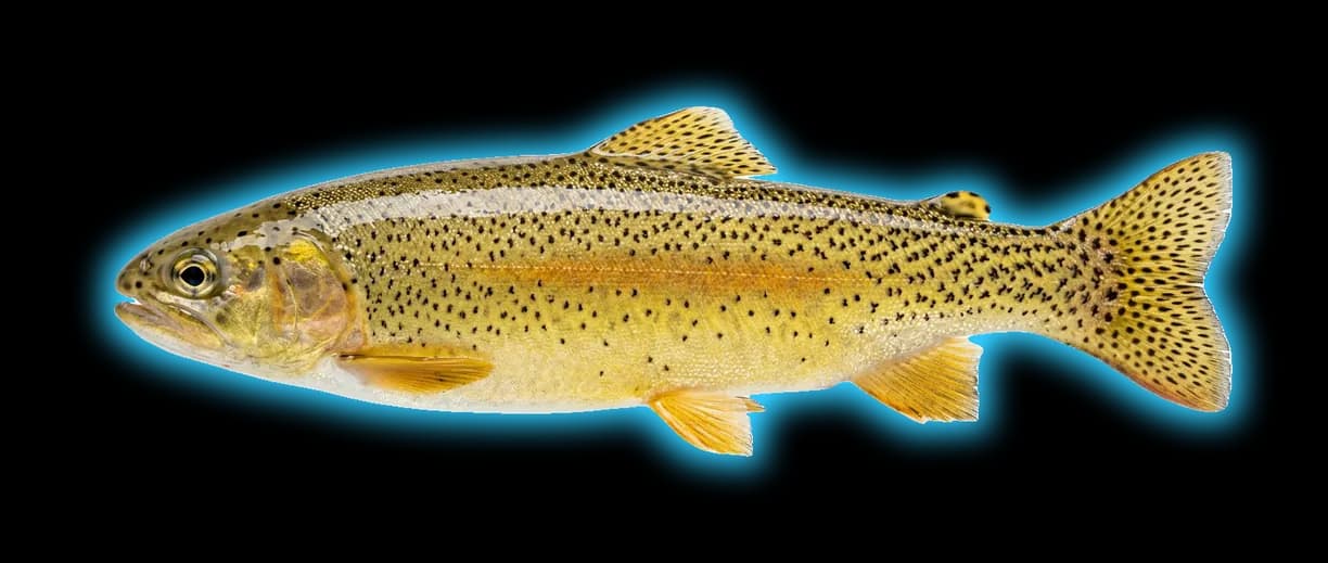 Gila Trout (Oncorhynchus gilae)