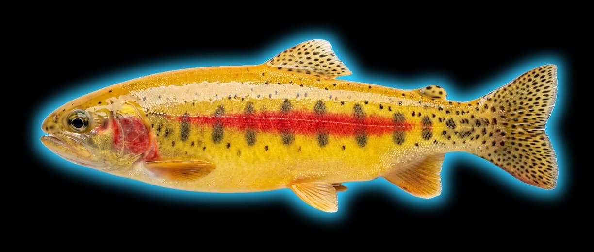 Golden Trout (Oncorhynchus aguabonita)