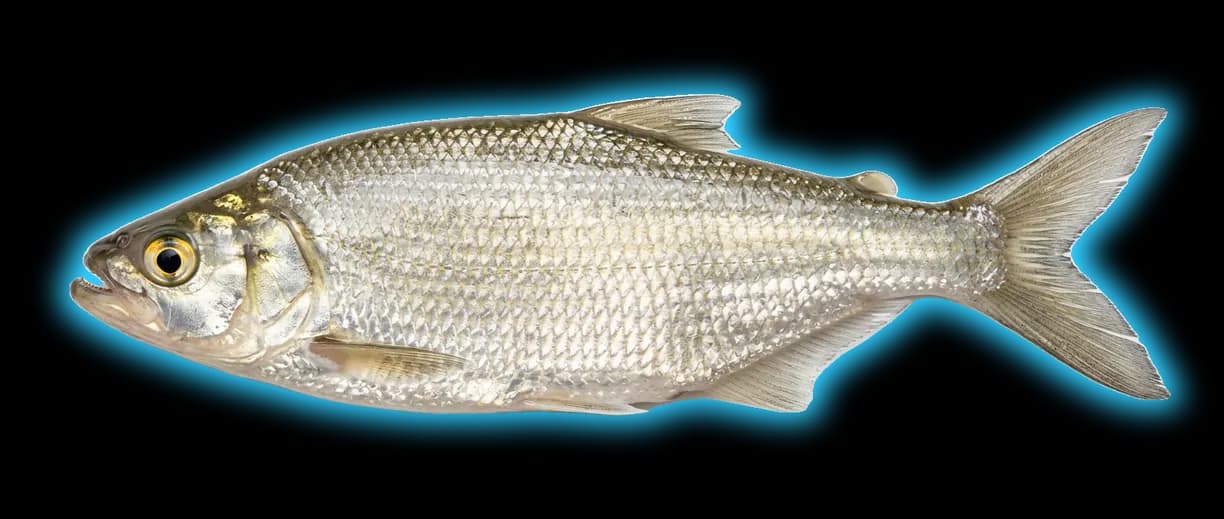 Goldeye (Hiodon alosoides)