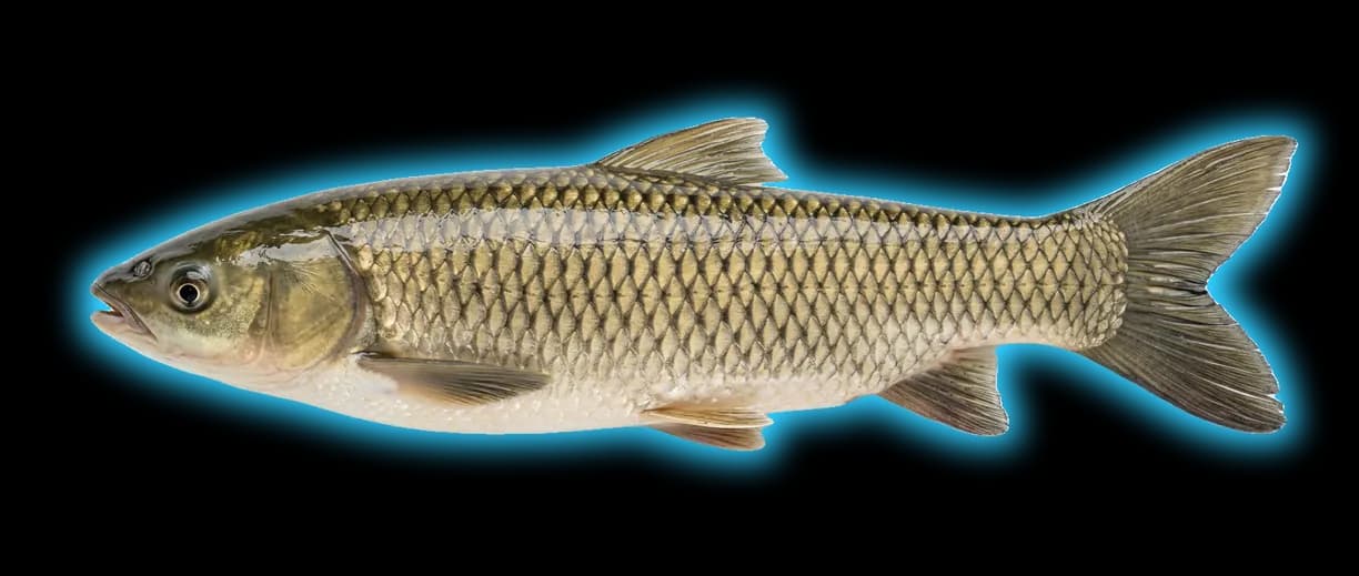 Grass Carp (Axonopus compressus)