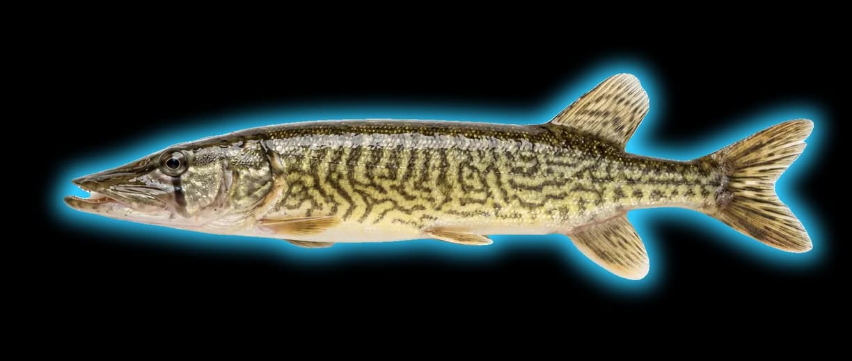 Grass Pickerel