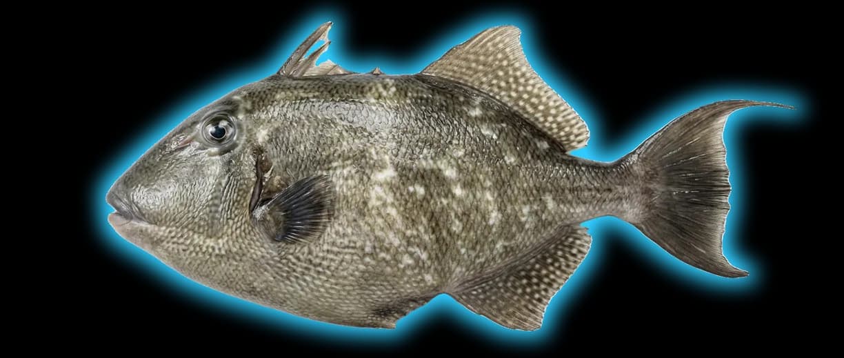 Gray Triggerfish (Balistes capriscus)