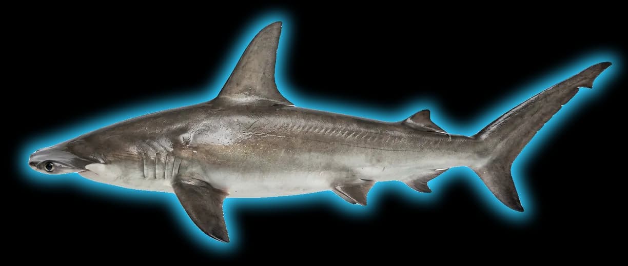 Great Hammerhead Shark (Sphyrna mokarran)