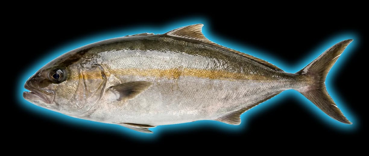 Greater Amberjack (Seriola dumerili)