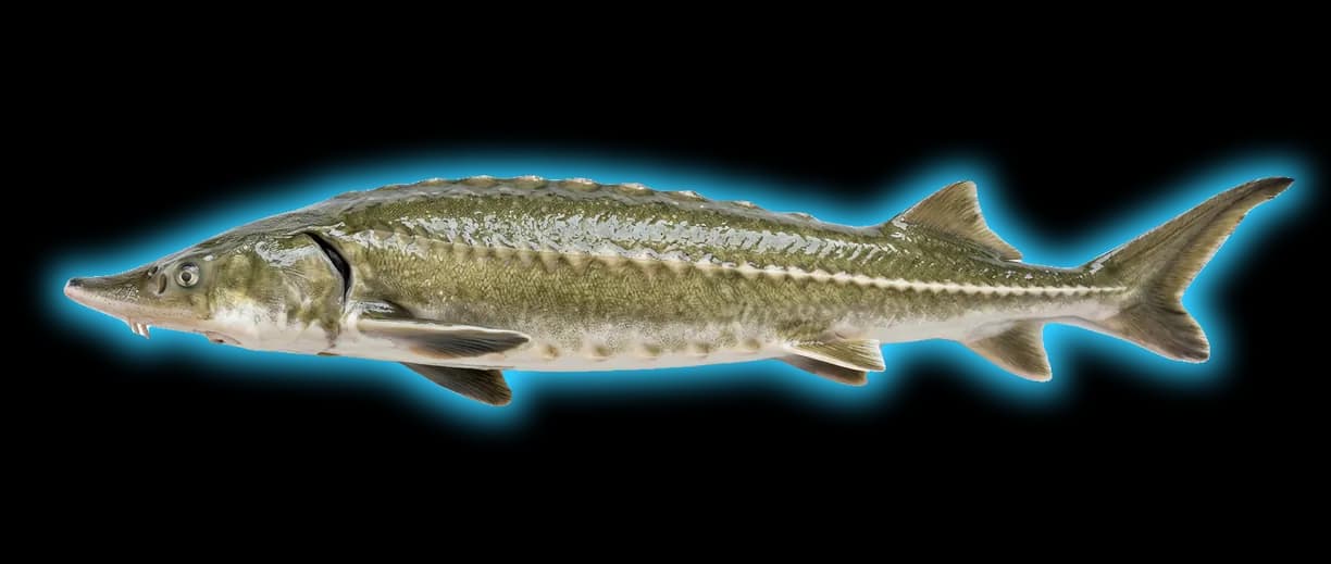 Green Sturgeon (Sinosturio medirostris)
