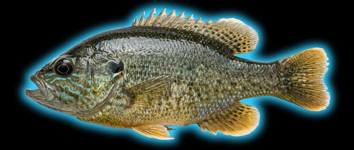 Green Sunfish (Lepomis cyanellus)