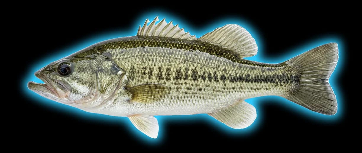 Guadalupe Bass (Micropterus treculii)