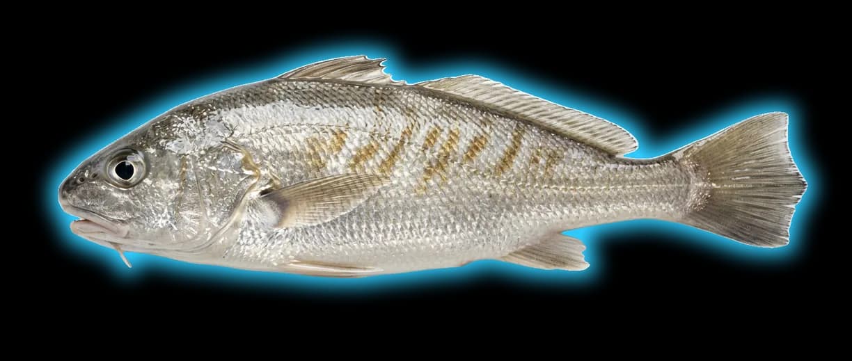 Gulf Croaker