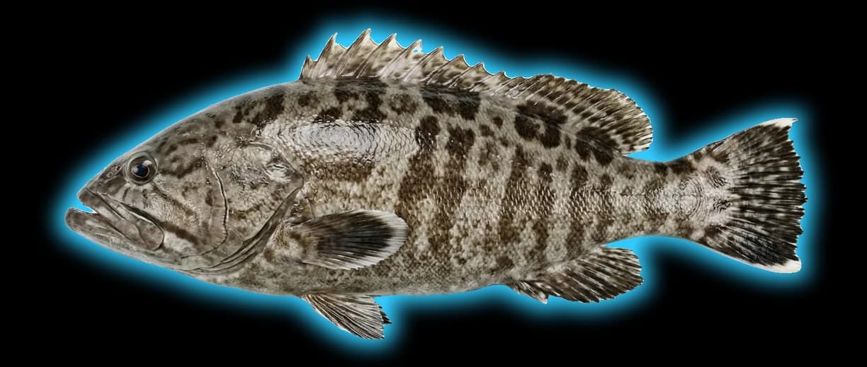 Gulf Grouper (Mycteroperca jordani)