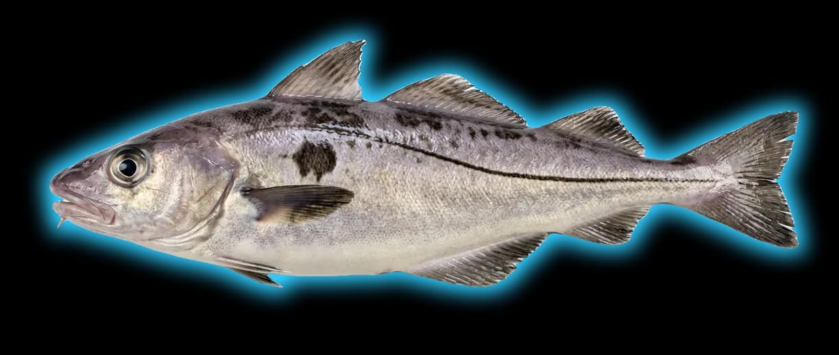 Haddock (Melanogrammus aeglefinus)