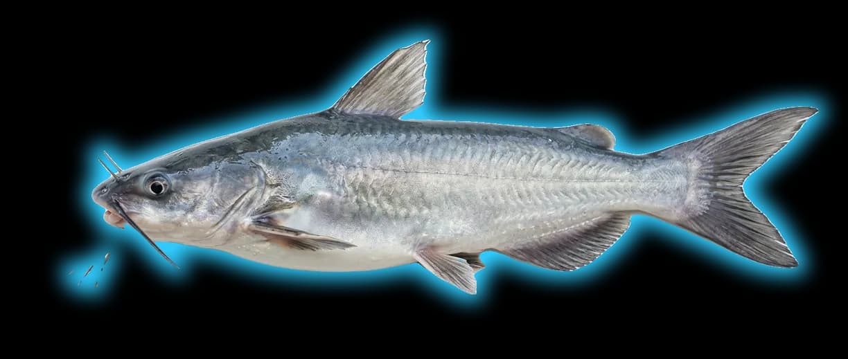 Hardhead Catfish (Ariopsis felis)